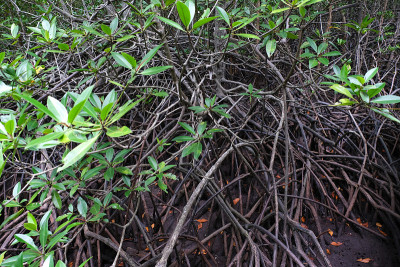 泰国Pranburi Prachuap Khiri Khan红树林中的一棵红树林。
