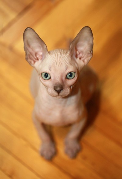 斯芬克斯猫
