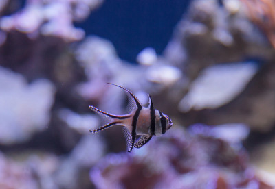 骄傲的鲤鱼，Pterapogon kauderni