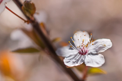 苹果花