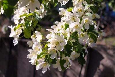 春天苹果树开花