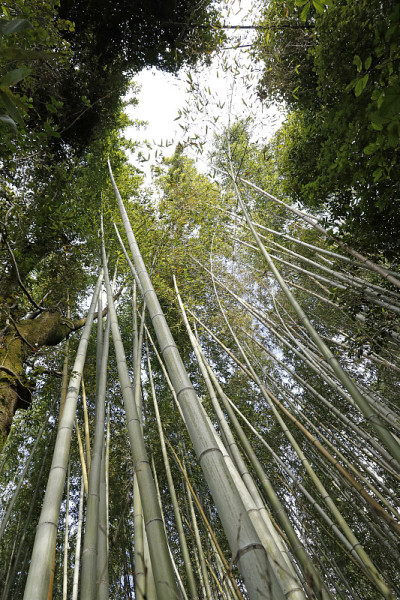 Arashiyama竹林