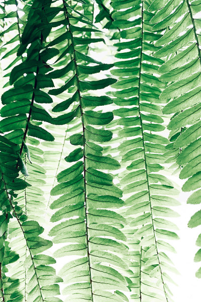 摘要热带绿叶图案自然模糊背景，热带植物波士顿蕨类叶上挂白色。