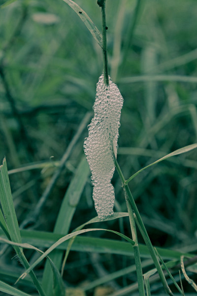 跳蛙茧，吐唾沫虫幼虫，布谷鸟吐唾沫，塔勒冈，