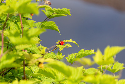 野草莓