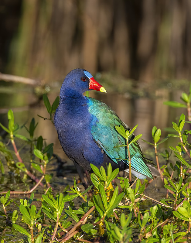 紫色Gallinule