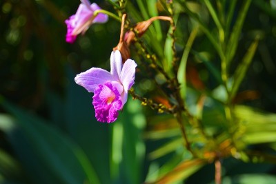 美丽Arundina兰花