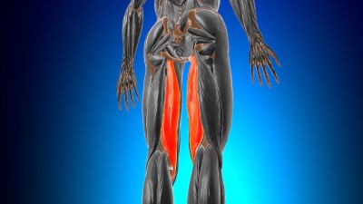 医学概念3D半膜肌解剖