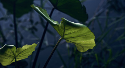 绿叶孤立的植物照片独特