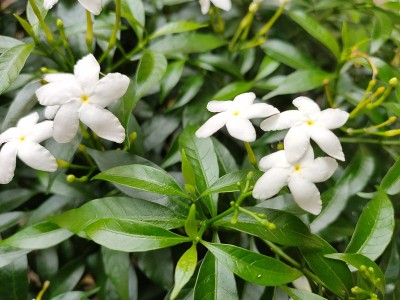 很少有茉莉花或茉莉花，有模糊的绿叶背景。