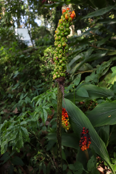 茂物植物园紫穗槐种子的研究