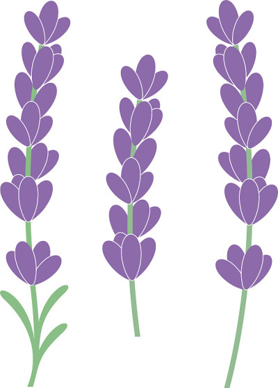 薰衣草花