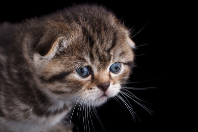 小猫