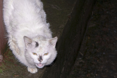 院子野猫