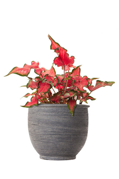 双色Caladium bicolor植物分离