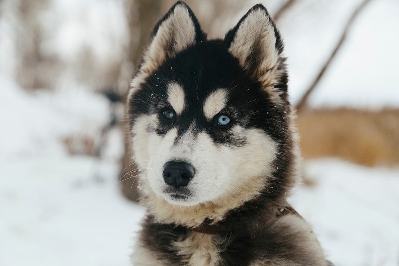 一对西伯利亚哈士奇爱斯基摩犬在室外摆姿势的冬季景观