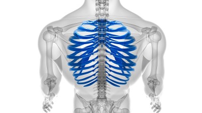 人体骨骼解剖肋骨笼3D渲染