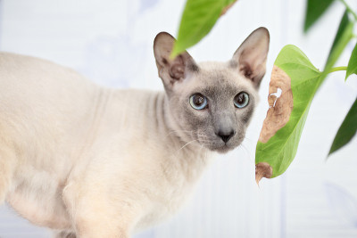 无毛猫