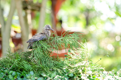 一个小brid