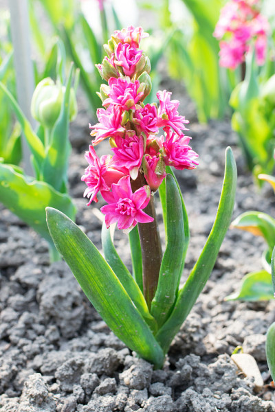 粉色玫瑰风信子花，风信子或风信子花