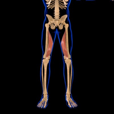 股内侧肌解剖医学概念3D插图