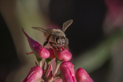 蜜蜂