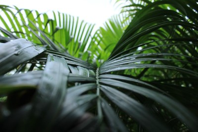 深绿色棕榈树叶的特写镜头在阴雨天气。