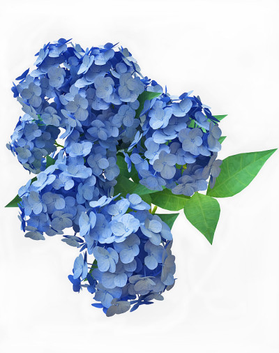 蓝色的绣球花