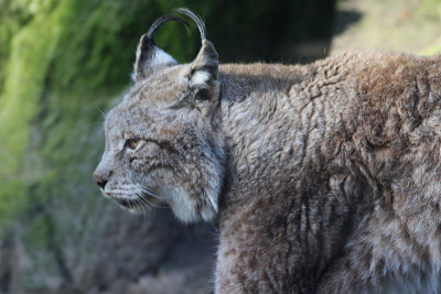 欧亚猞猁(lynx lynx)