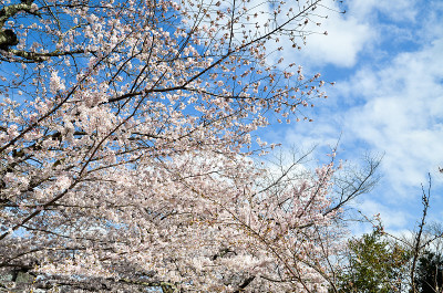 日本京都，哲学家大道上的樱花盛开