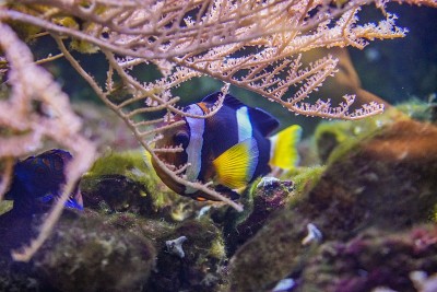 Clown fish next to corals