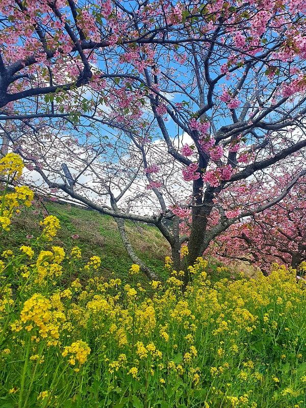 樱花的花