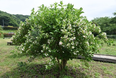 日本weigela花