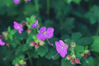 美丽的紫色花