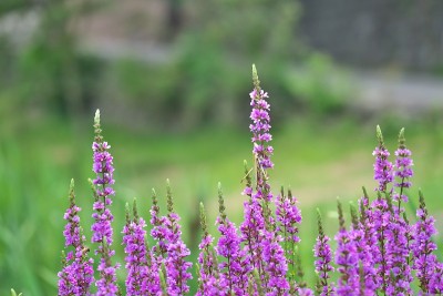 Lythrum