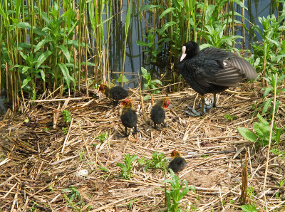 欧亚coot, Fulica atra