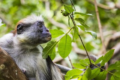 濒危的桑给巴尔红疣猴(Procolobus kirkii)， Joza