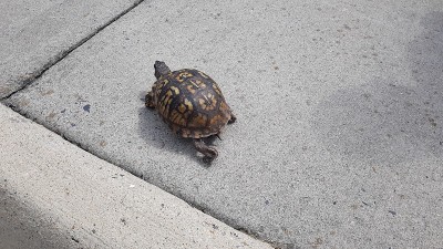 乌龟的时间