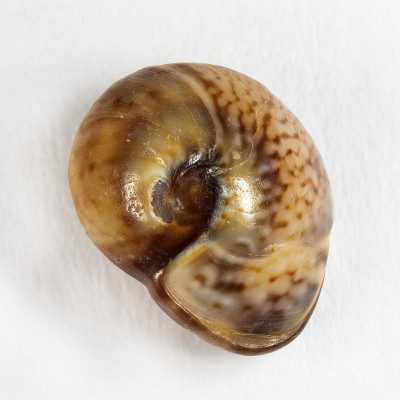 海贝壳