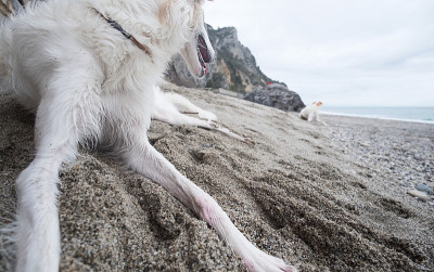 猎狼在海滩上休息，看着大海