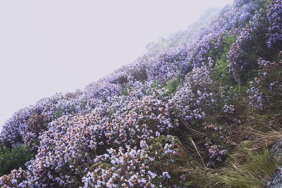 印度的Neelakurinji花