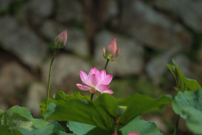 莲花