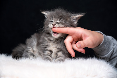可爱的小猫