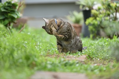 虎斑猫