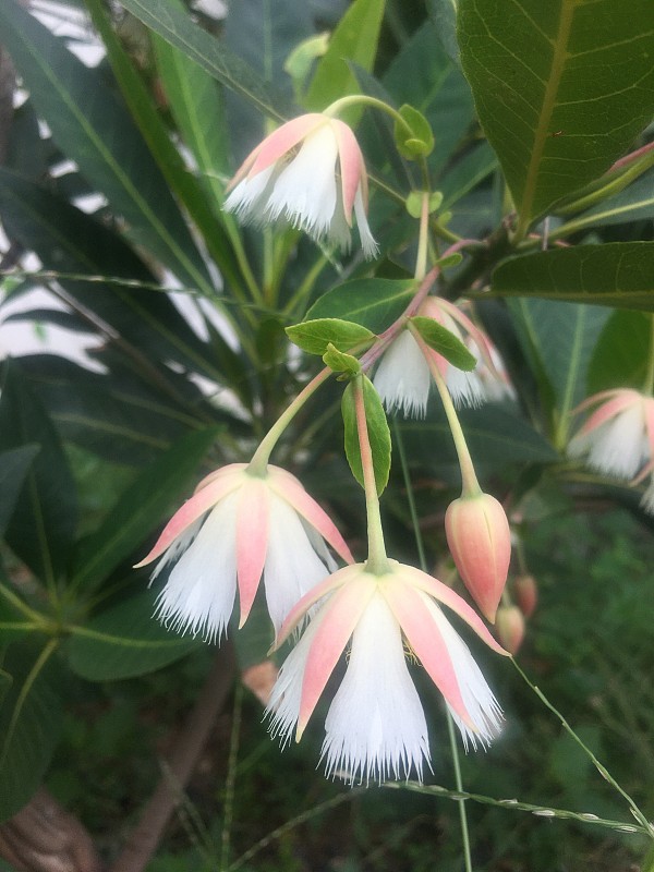 花园里美丽的花