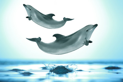 海豚
