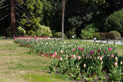 Pink tulips in the garden. Beautiful view of the a