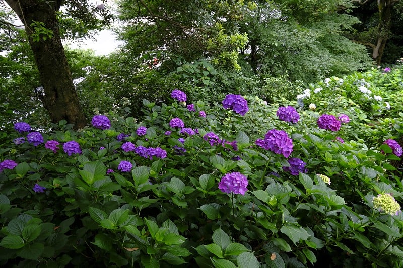 绣球花，长冈市，京都，日本