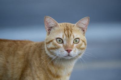 孤独的红猫在埃及沙姆沙伊赫街头的肖像
