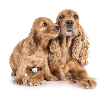 小狗可卡犬和妈妈